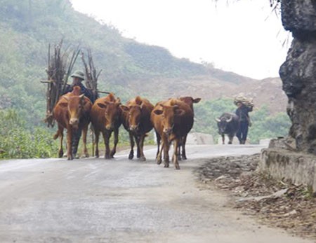 Raising cows in Ha Giang Karst Plateau - ảnh 1